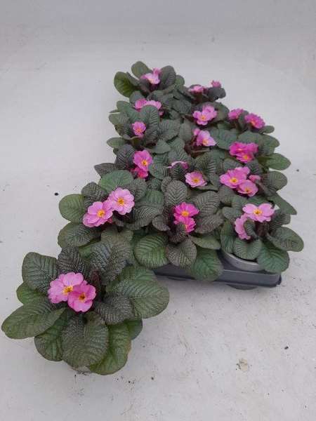 Picture of PRIMULA VULGARIS OBSIDIAN ROSE ANTIQUE