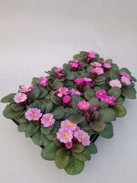 Picture of Primula vulgaris obsidian rose antique
