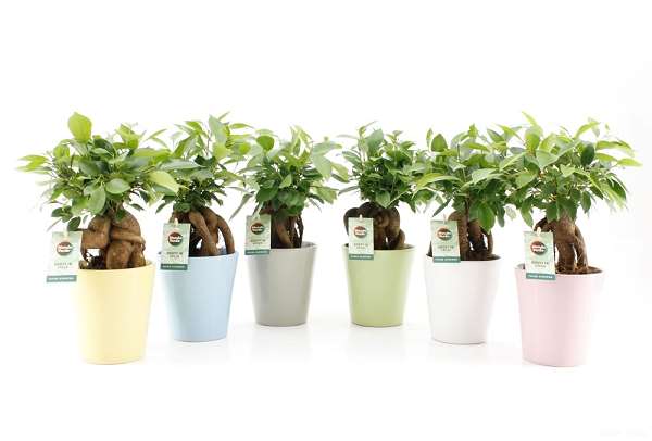 Picture of FICUS MICROCARPA RETUSA IN CERAMIC PASTEL