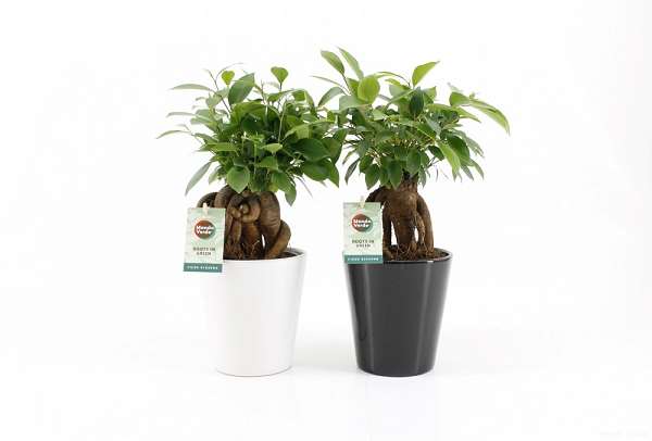 Picture of FICUS MICROCARPA RETUSA IN CERAMIC BLACK/WHITE