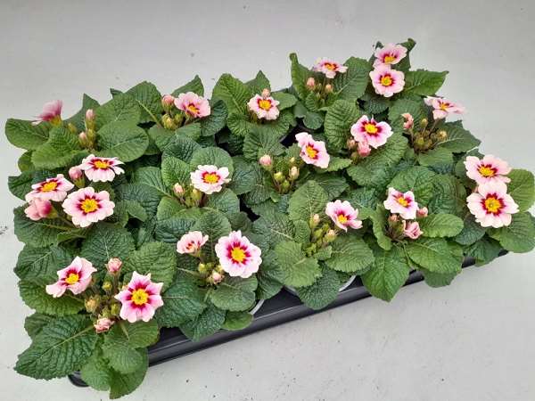 Picture of Primula acaulis appleblossom