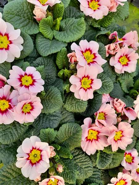 Picture of PRIMULA ACAULIS TIARA APPLEBLOSSOM