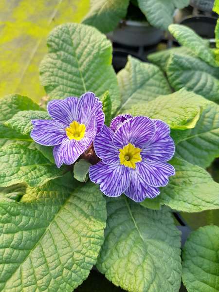 Picture of PRIMULA ACAULIS DELFT