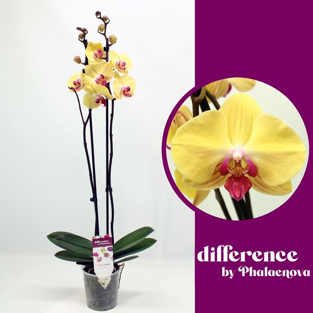 Picture of PHALAENOPSIS 02-STEM GOLDION