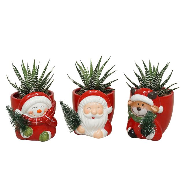 Picture of HAWORTHIA BIG BAND IN XMAS CERAMIC