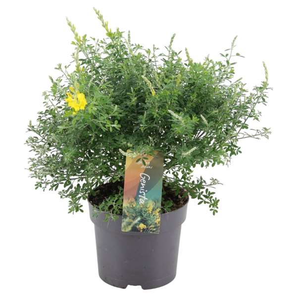 Picture of CYTISUS RACEMOSUS BUSH
