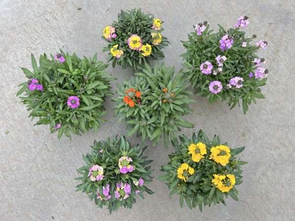 Picture of ERYSIMUM CANARIENSIS