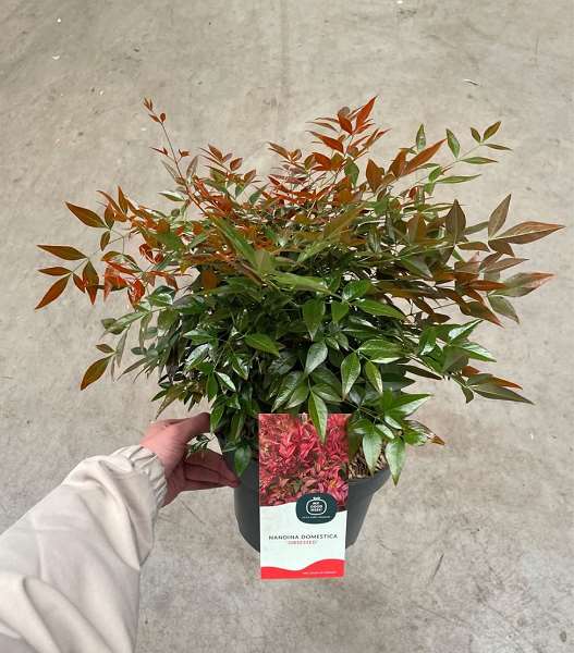 Picture of Nandina domestica obsessed