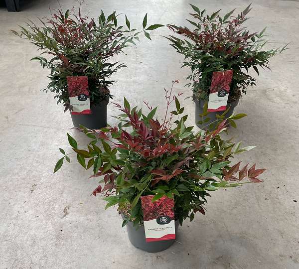 Picture of Nandina domestica obsessed