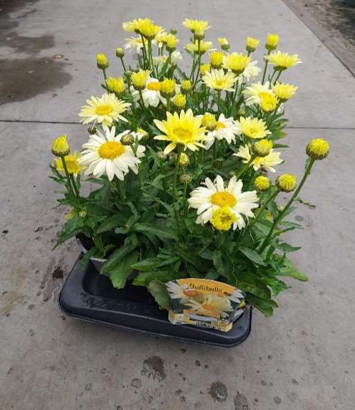 Picture of LEUCANTHEMUM MAXIMUM BROADWAY LIGHTS