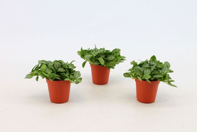 Picture of Fittonia verschaffeltii