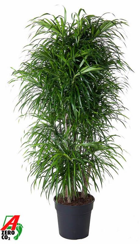 Picture of Dracaena reflexa anita branched