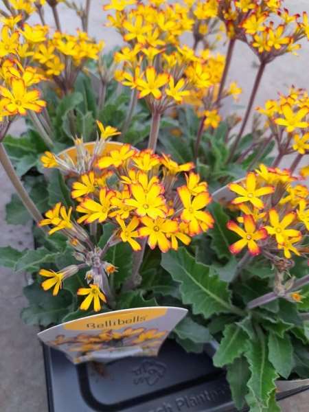 Picture of Primula vulgaris oakleaf yellow picotee