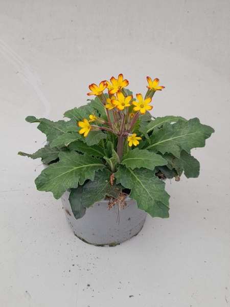 Picture of Primula vulgaris oakleaf yellow picotee