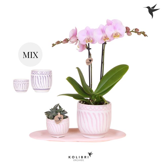 Picture of Phalaenopsis Arrangement Gift Set Granada