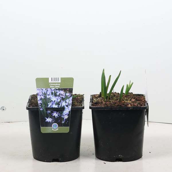 Picture of Chionodoxa forbesii blue giant