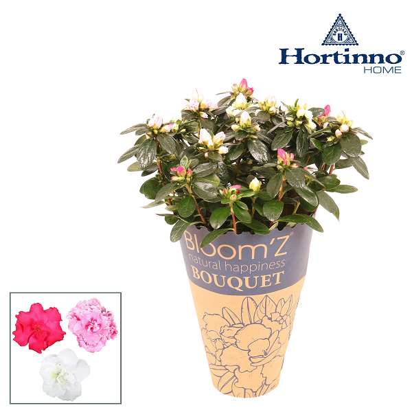 Picture of Azalea hortinno bouquet bloom z in cone