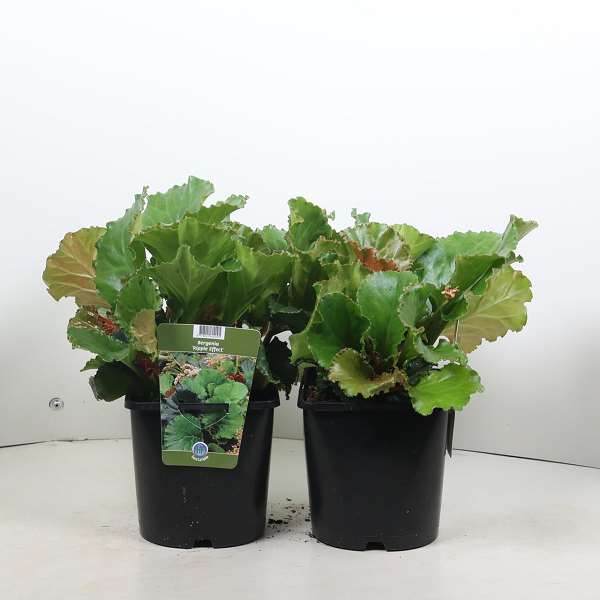 Picture of Bergenia ripple effect