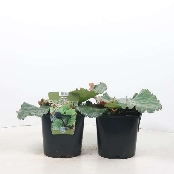 Picture of BERGENIA RIPPLE EFFECT