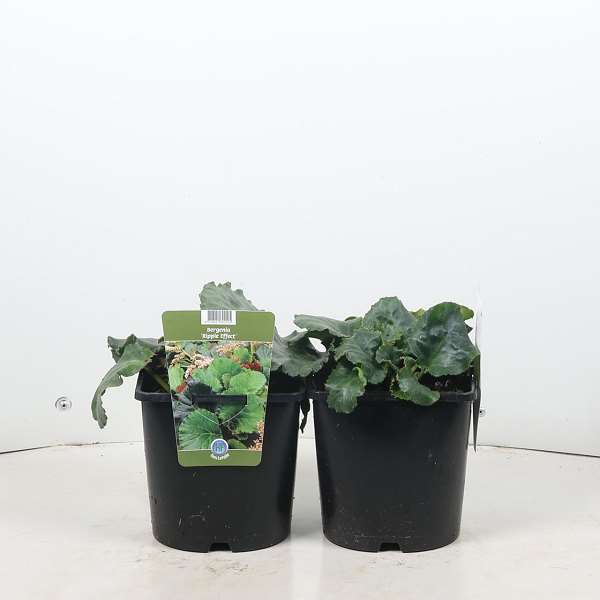 Picture of Bergenia ripple effect