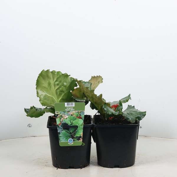 Picture of Bergenia ripple effect