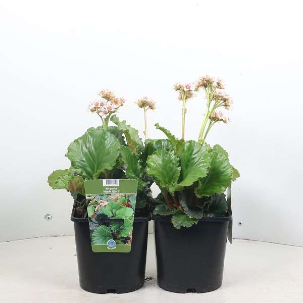 Picture of Bergenia ripple effect