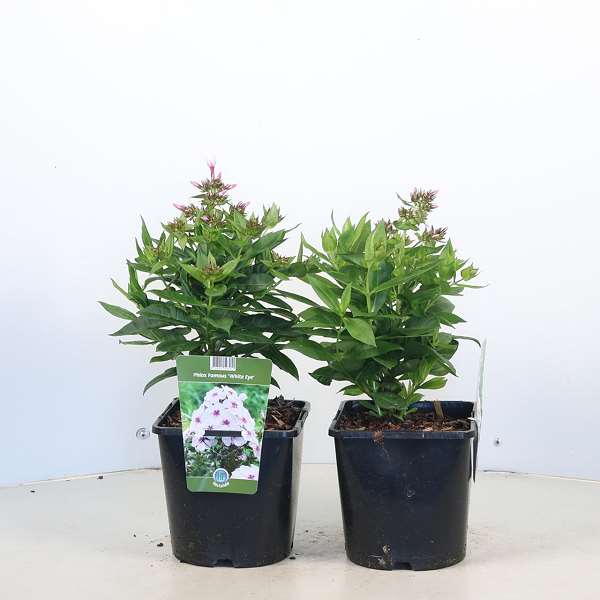Picture of Phlox paniculata famous white eye