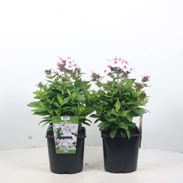 Picture of PHLOX PANICULATA FAMOUS WHITE EYE