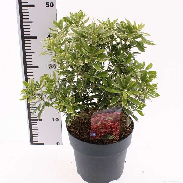 Picture of Pieris japonica polar passion