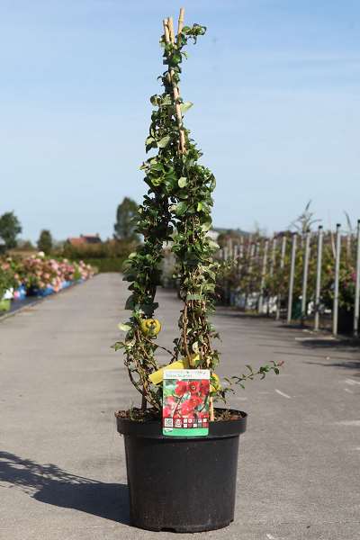 Picture of Chaenomeles superba texas scarlet