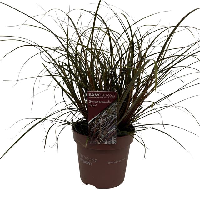 Picture of Uncinia uncinata rubra