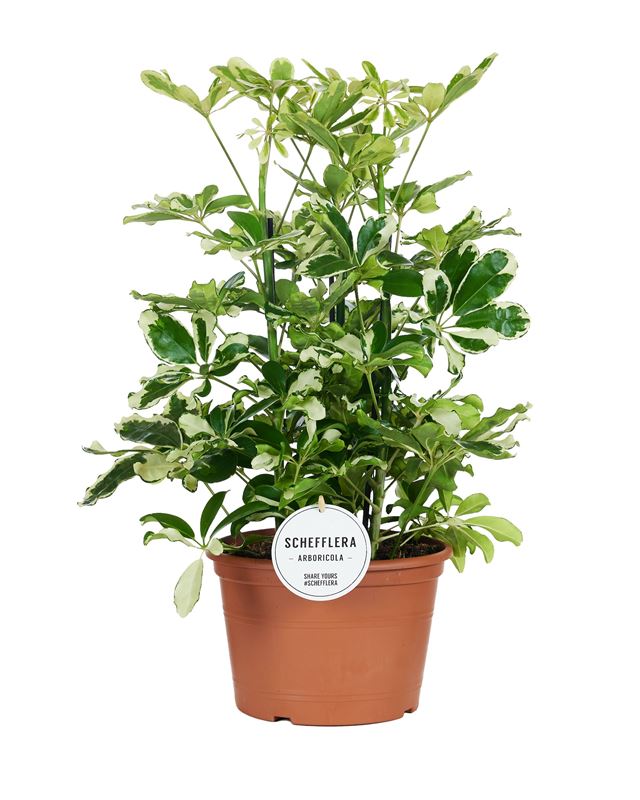 Picture of Schefflera arboricola 03pp charlotte