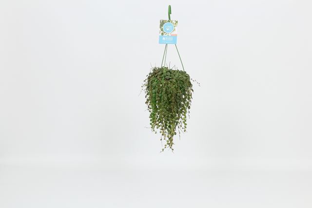 Picture of PEPEROMIA PROSTRATA IN HANGING BASKET