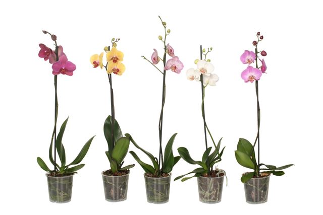 Picture of PHALAENOPSIS 01-STEM MIX