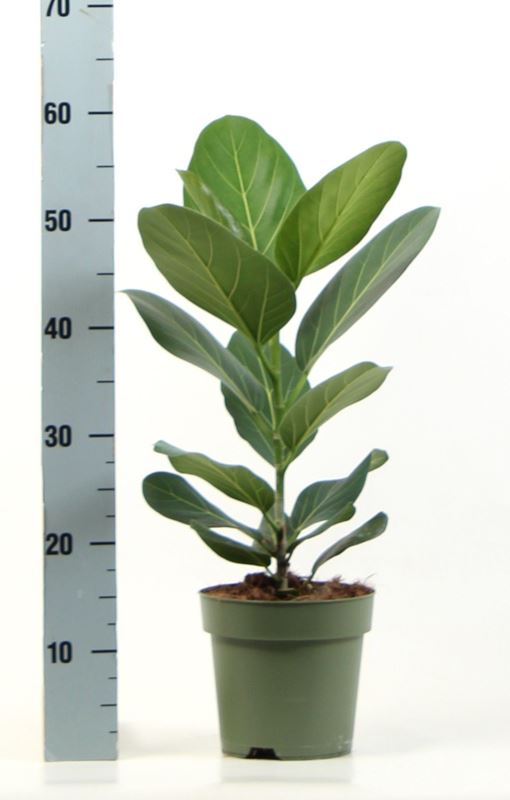 Picture of Ficus benghalensis audrey