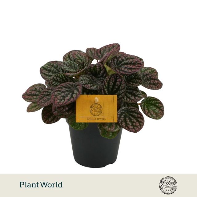 Picture of Peperomia bella bologna