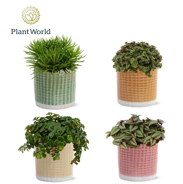 Picture of Foliage mix in ceramic