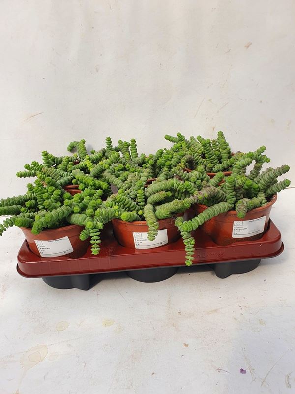 Picture of CRASSULA MARNIERIANA