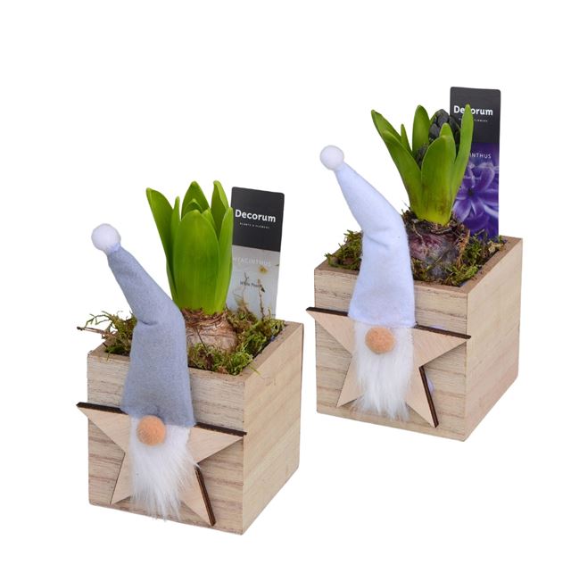 Picture of HYACINTHUS 01BULB WOOD GNOME BOX