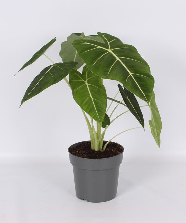 Picture of Alocasia frydek
