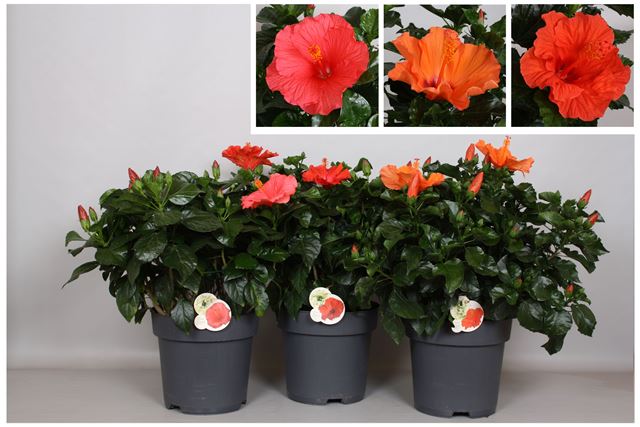 Picture of Hibiscus fiori grande mix