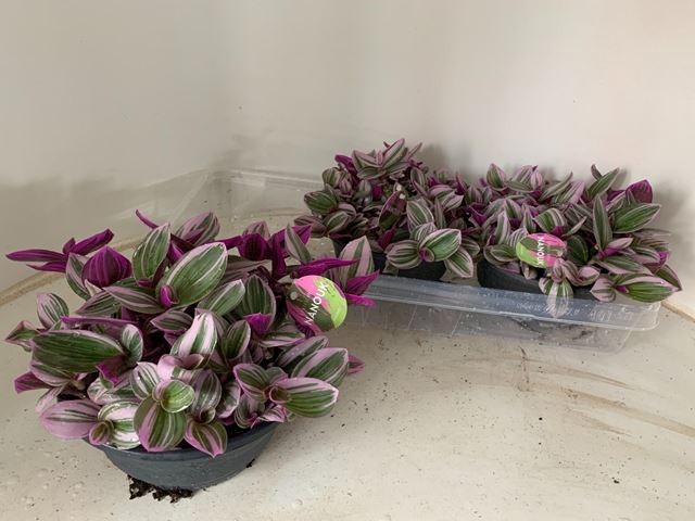 Picture of TRADESCANTIA NANOUK IN BOWL