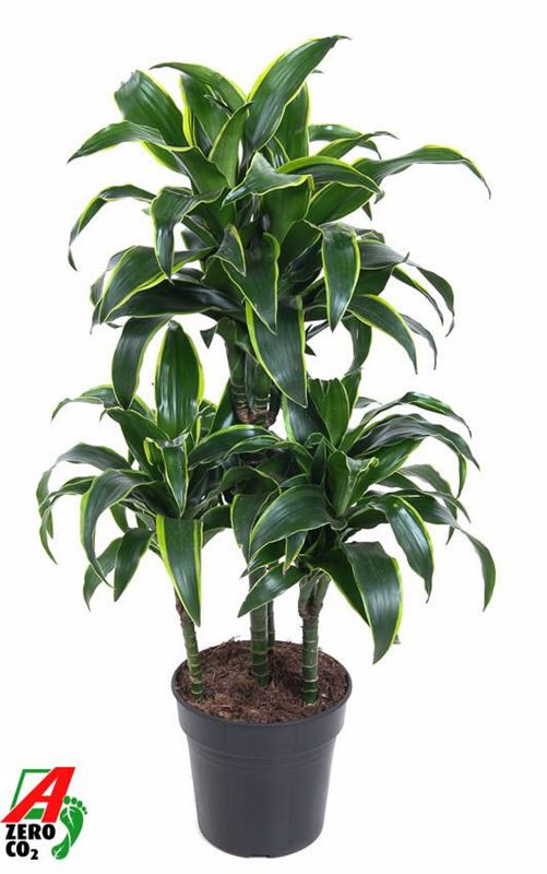 Picture of Dracaena dorado carrousel  45
