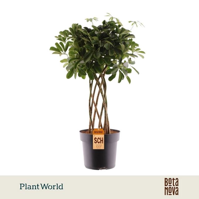 Picture of Schefflera arboricola compacta cone