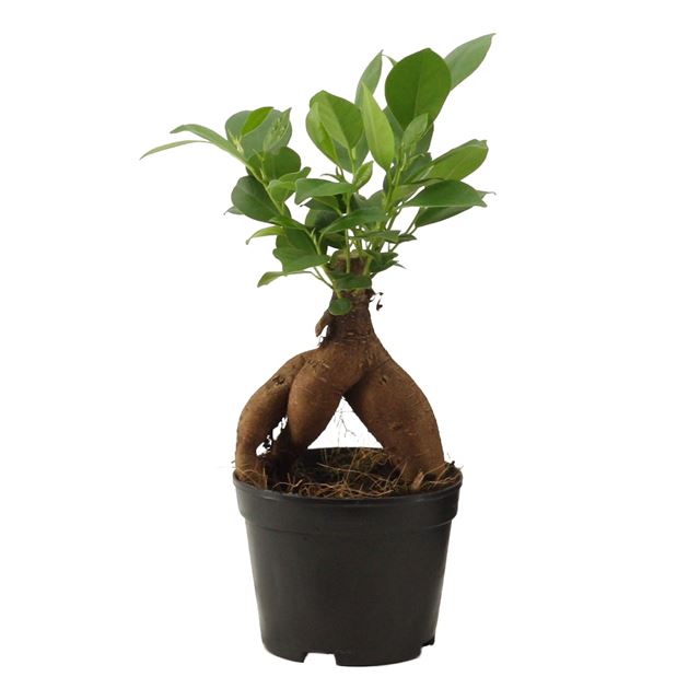 Picture of FICUS MICROCARPA GINSENG