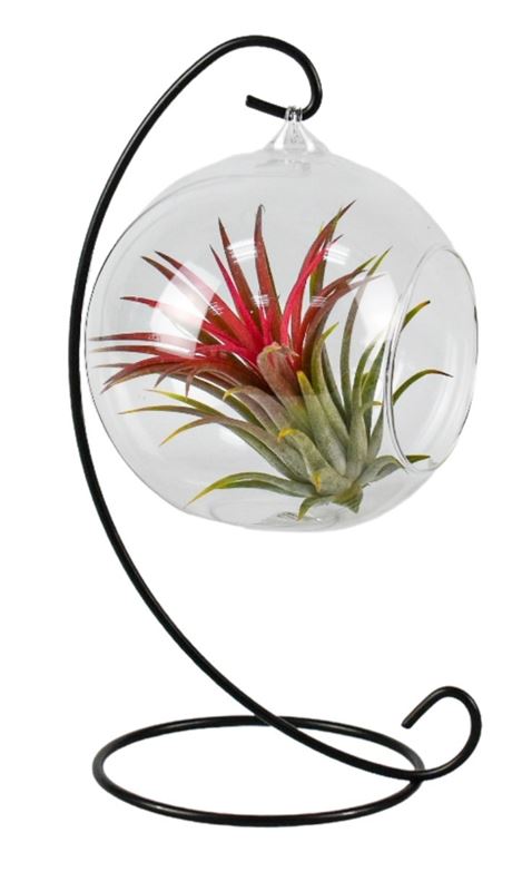 Picture of TILLANDSIA IN HANGING BALL ON FRAME