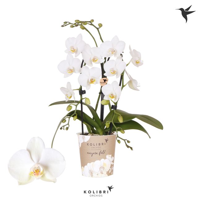 Picture of PHALAENOPSIS 02-STEM KOLIBRI FOUNTAIN WHITE