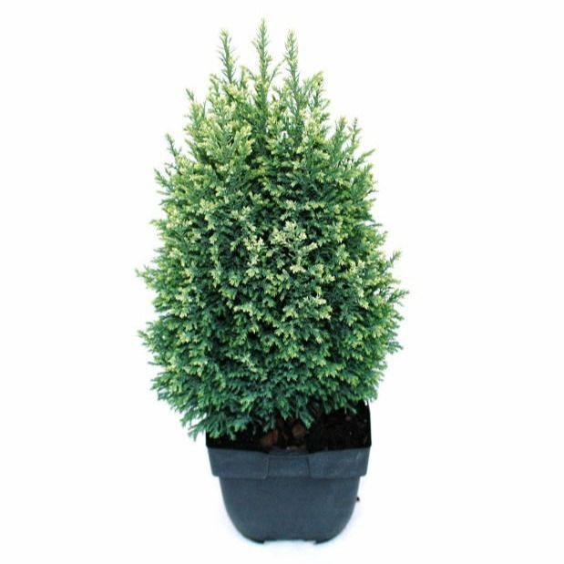 Picture of CHAMAECYPARIS LAWSONIANA SNOW WHITE