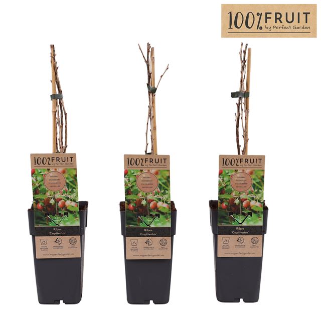 Picture of Ribes uva-crispa captivator