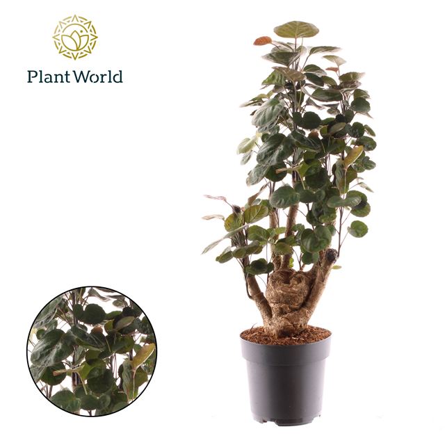 Picture of Polyscias fabian branched